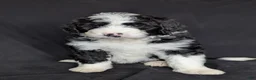Bernedoodle dogs for sale: Cali - Ad 23