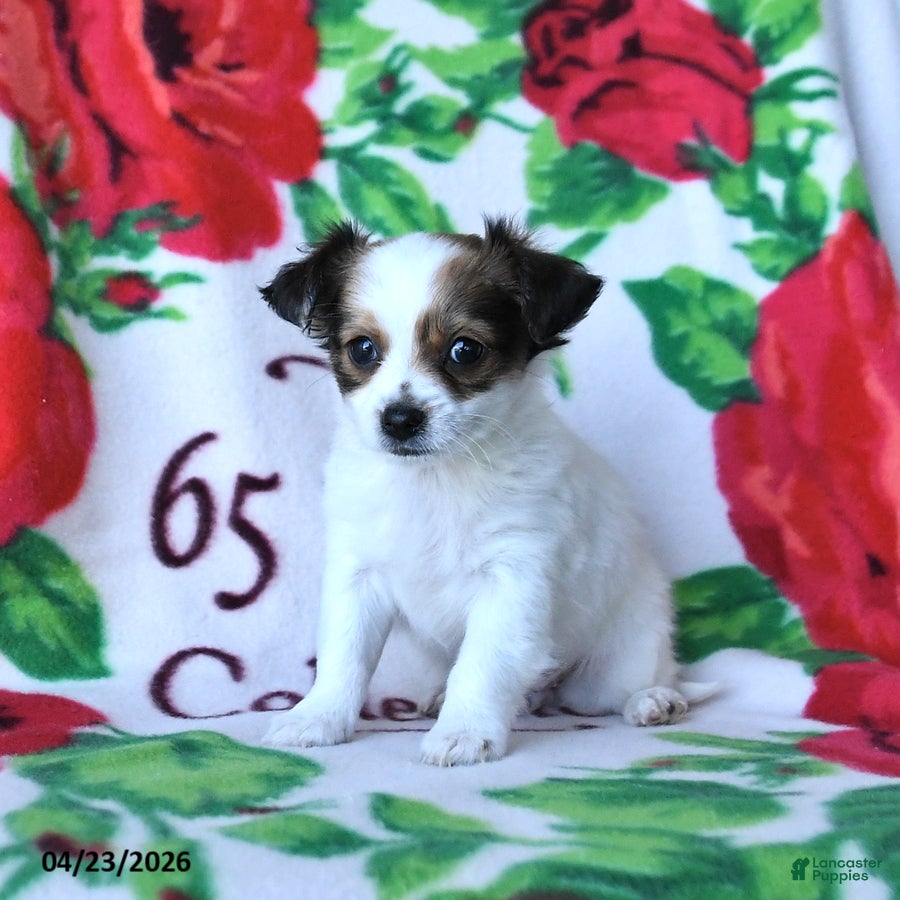 Chihuahua dogs Coconut - Ad 2