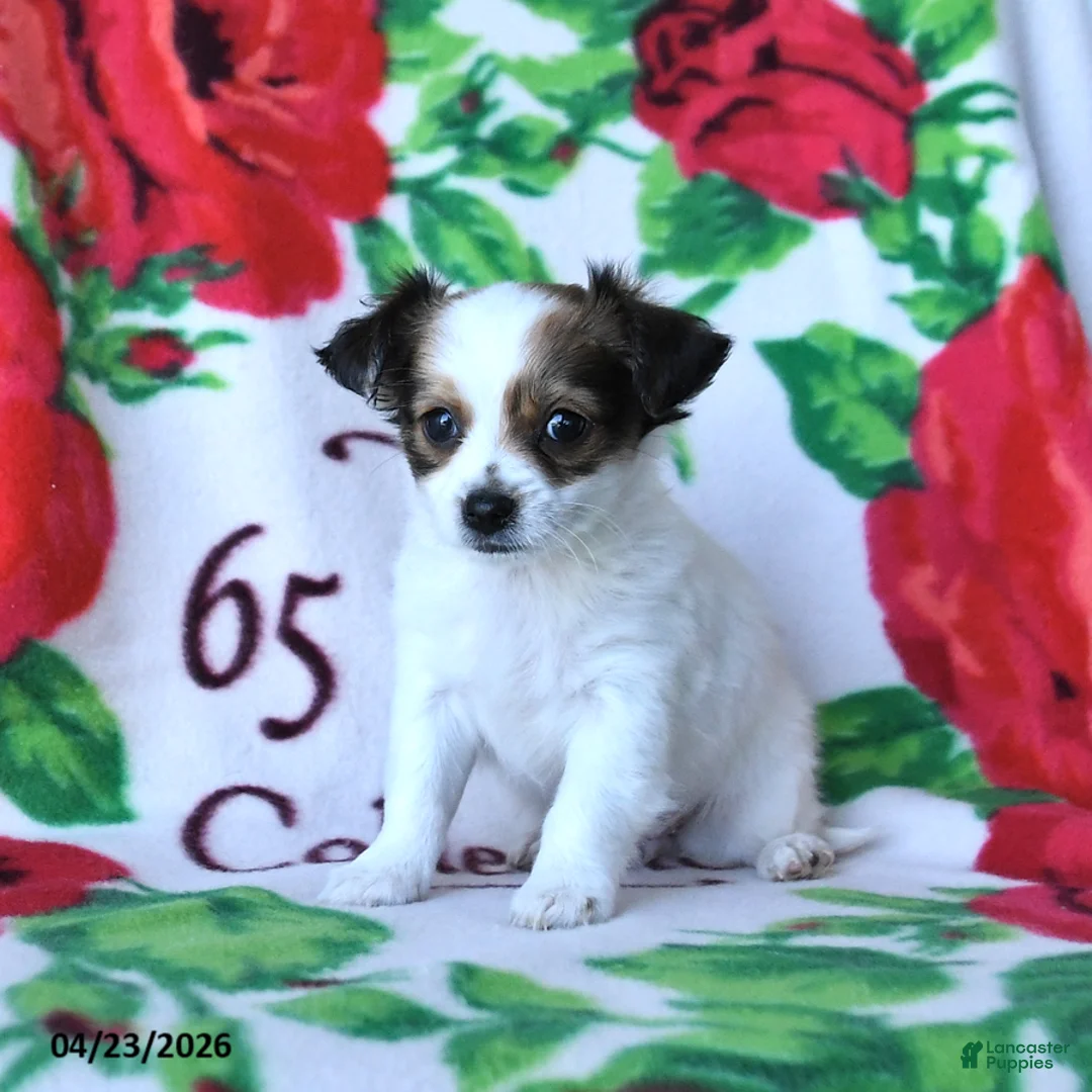 Chihuahua dogs for sale: Coconut - Ad 2