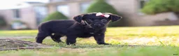 Yorkiepoo dogs for sale: Pansy - Ad 10
