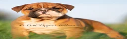 English Bulldog dogs for sale: Duchess AKC - Ad 4