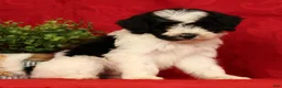 Mini Sheepadoodle dogs for sale: Max - Ad 5