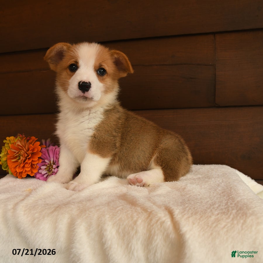 Welsh Corgi Pembroke dogs for sale: Sparkle - Ad 2