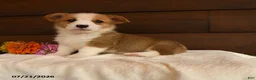 Welsh Corgi Pembroke dogs for sale: Sparkle - Ad 1