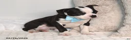 Boston Terrier dogs for sale: Bobby - Ad 4