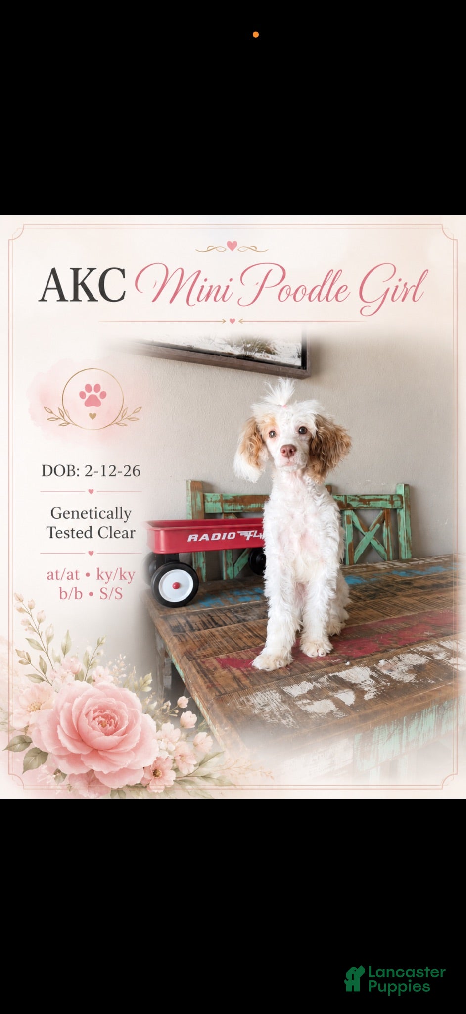 Miniature Poodle dogs Akc 🧬 Tested Clear Atat Kyky S/S bb  - Ad 20