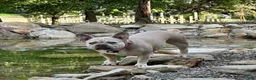 French Bulldog dogs for sale: Nova - Ad 12