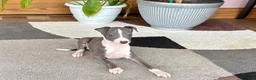 Italian Greyhound dogs for sale: Jerry - Ad 13