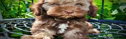 Havapoo dogs for sale: Frisco - Ad 3