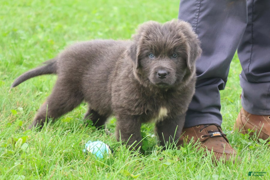 Newfoundland dogs Montoya - Ad 2