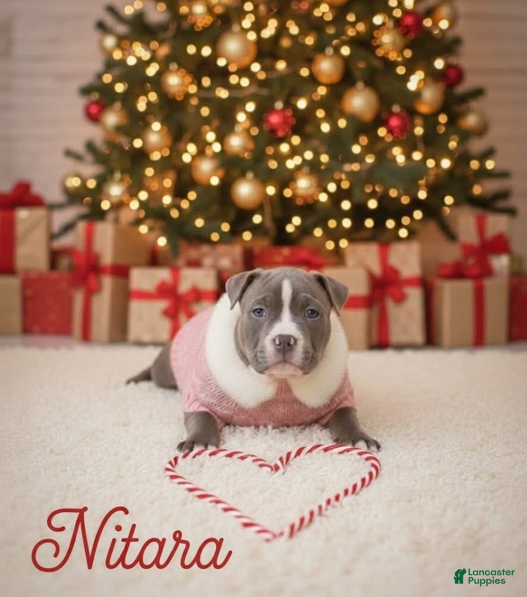 American Bully dogs for sale: Milli - Ad 19