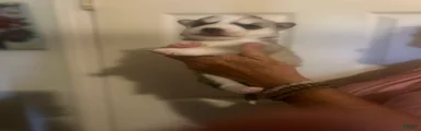 Gerberian Shepsky 5
