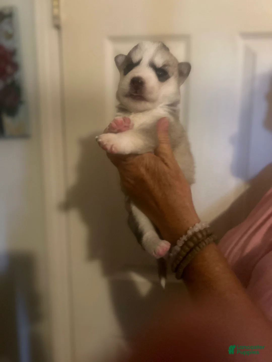 Gerberian Shepsky dogs for sale: Gerberian Shepsky 5 - Ad 1