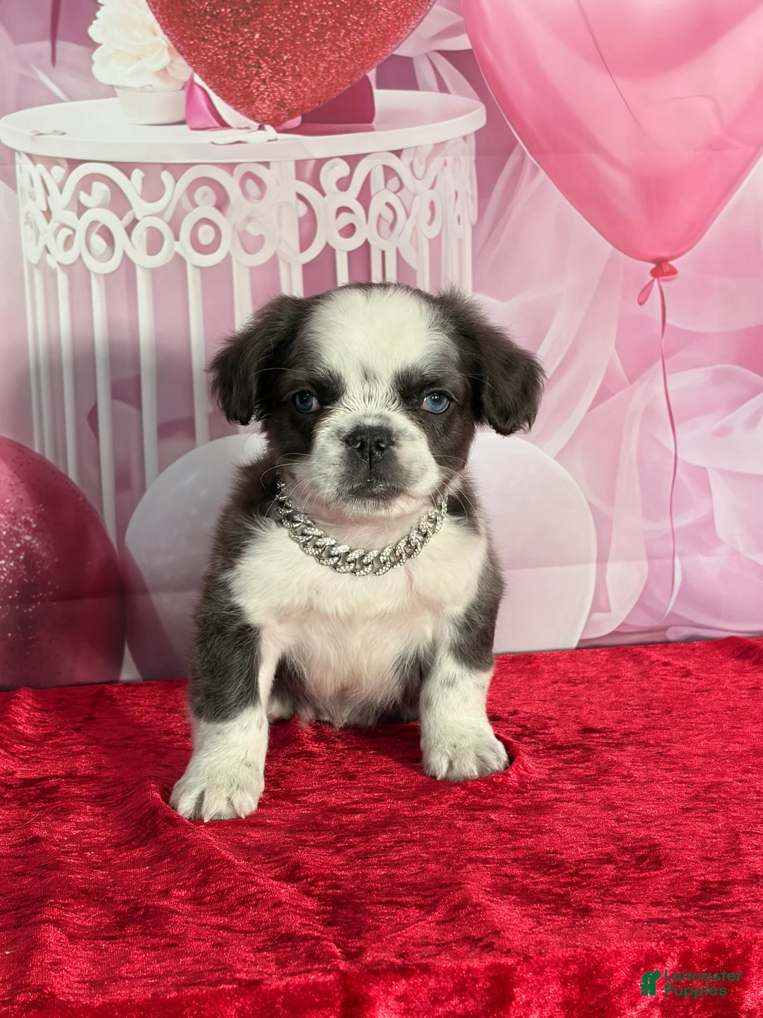 French Bulldog dogs for sale: Charlie  - Ad 2