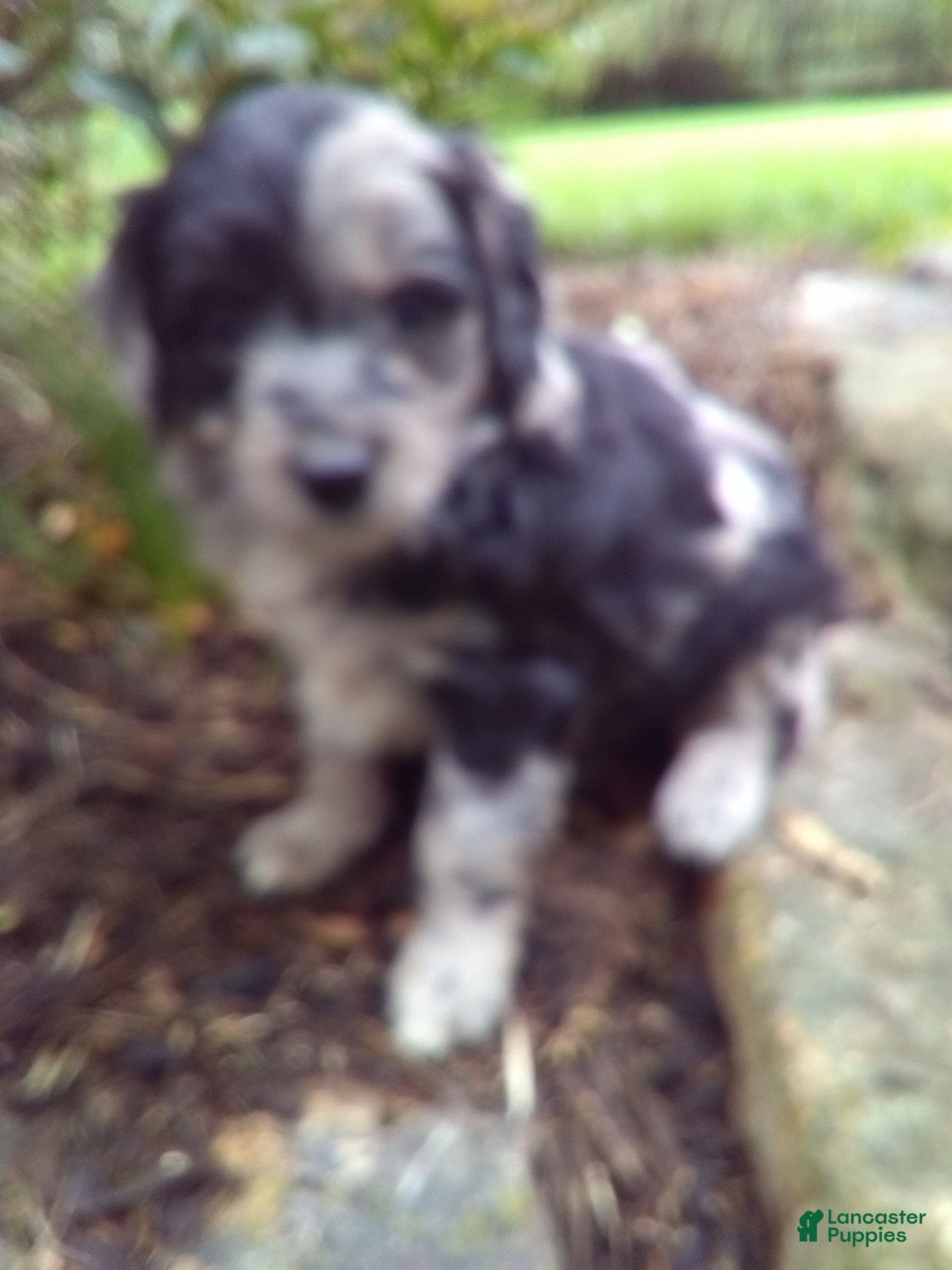Mini Aussiedoodle dogs Daisy - Ad 2