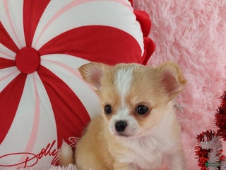 Chihuahua dogs Milly - Ad 13