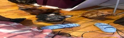Mixed Breed dogs for sale: Joy - Ad 6