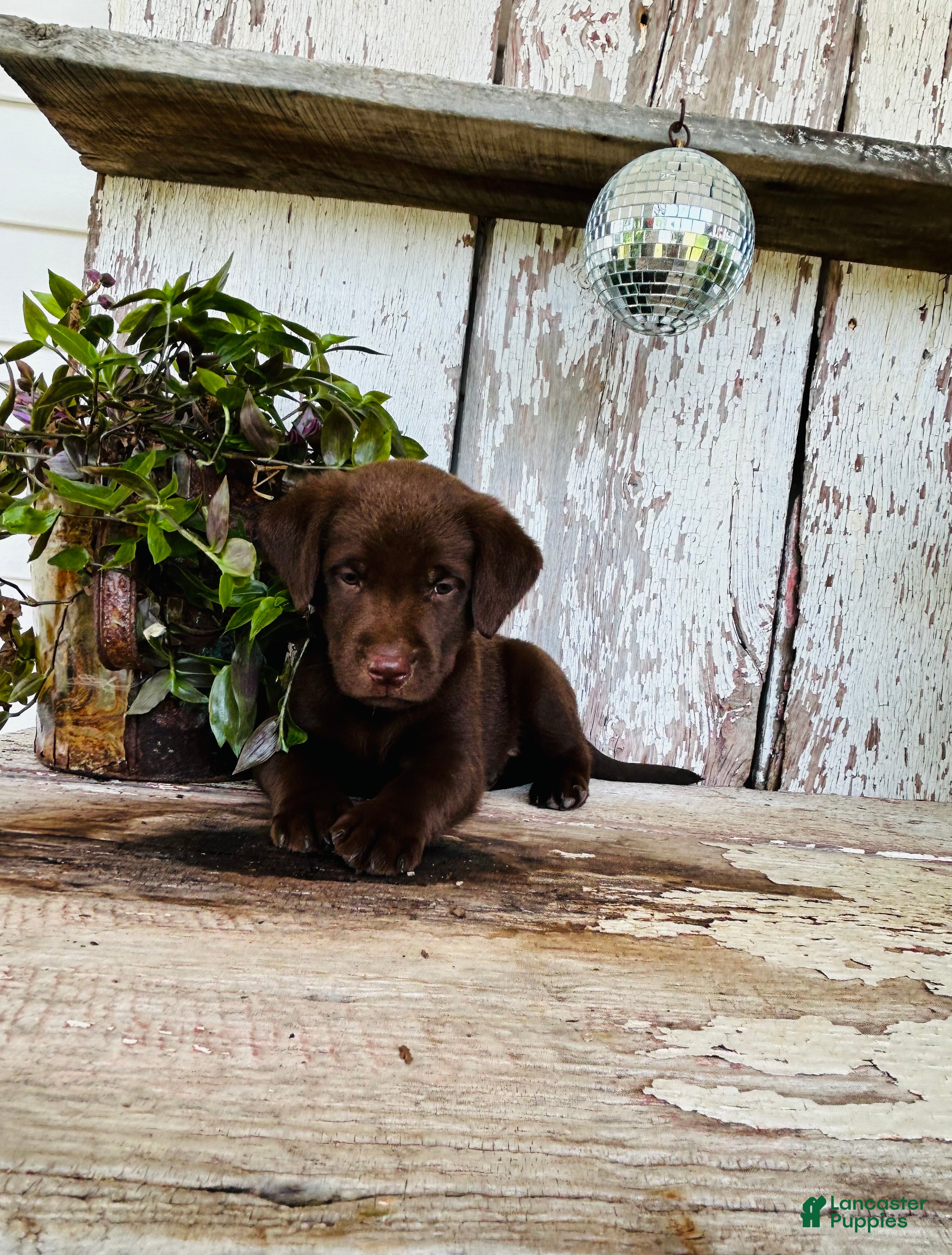 Labrador Retriever dogs Milo - Ad 2