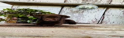 Labrador Retriever dogs for sale: Milo - Ad 7