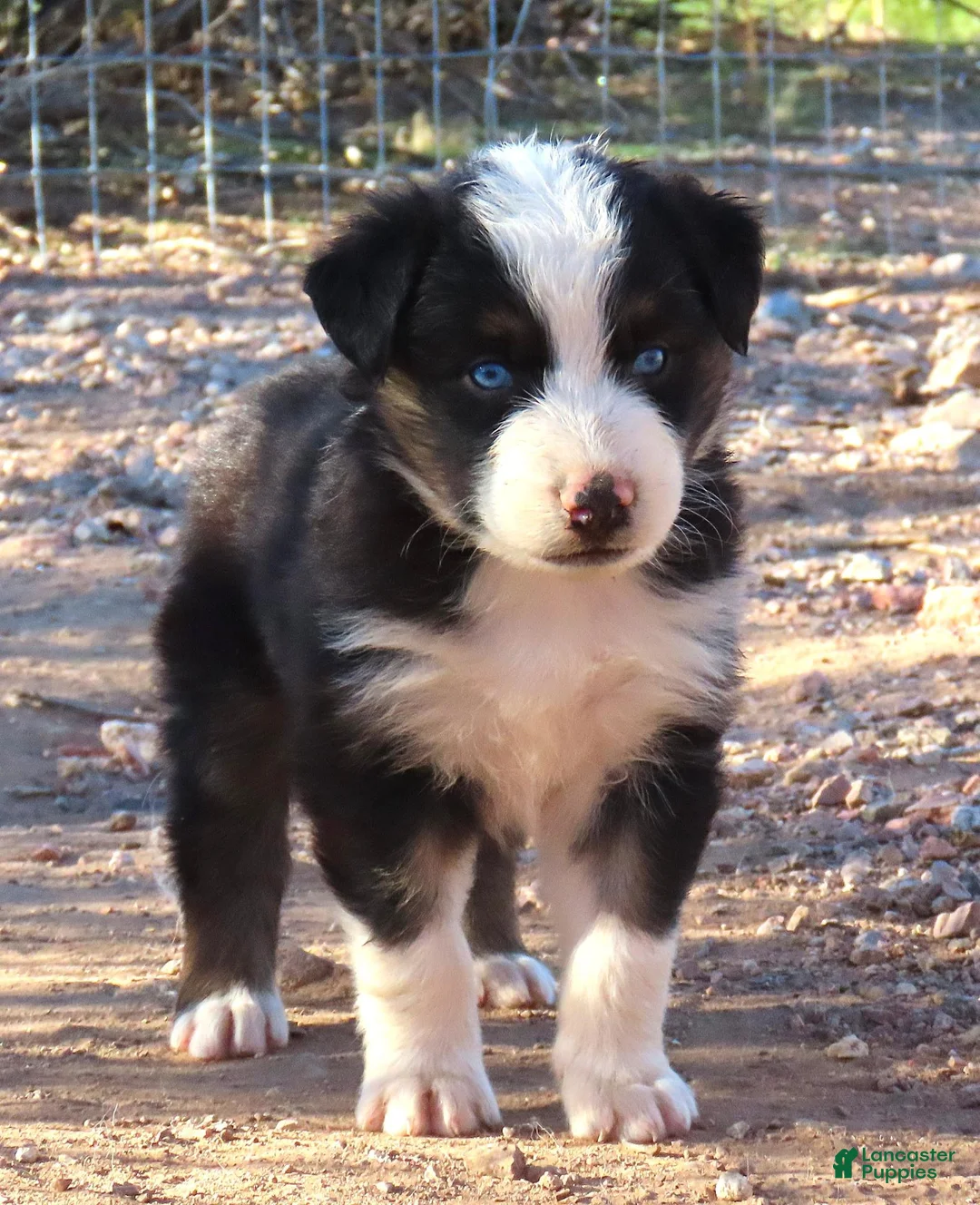 Australian Shepherd dogs for sale: Black tri male with blue eyes - Ad 1