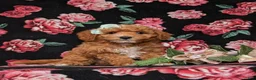 Miniature Labradoodle dogs for sale: Whitley Hypoallergenic - Ad 3