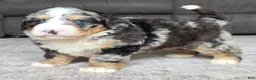 Mini Bernedoodle dogs for sale: Mini Archie  - Ad 3