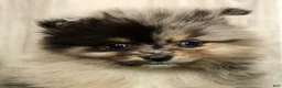 Pomeranian dogs for sale: Lilly - Ad 9