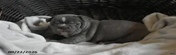 Frenchton dogs for sale: Tank - Ad 1