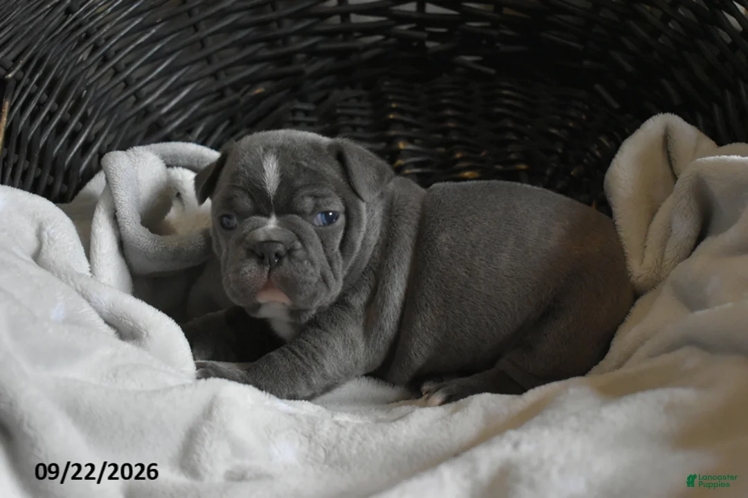 Frenchton dogs for sale: Tank - Ad 1