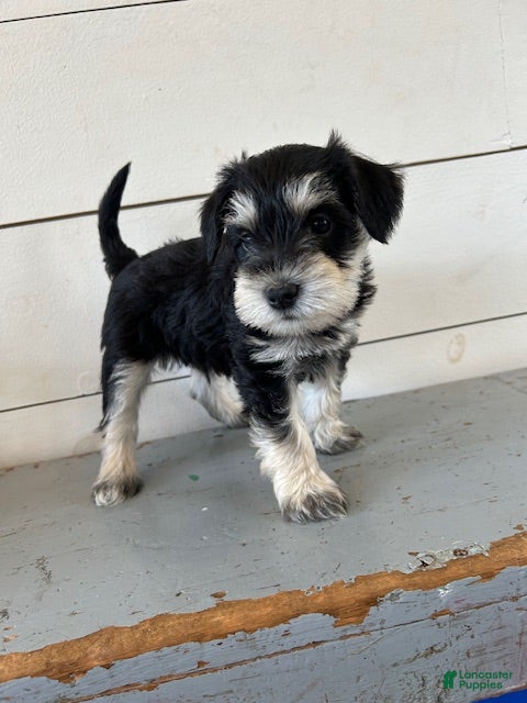 Miniature Schnauzer dogs Willow - Ad 36