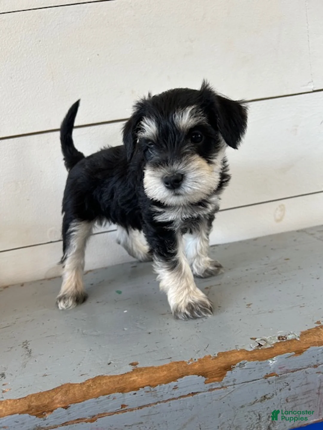 Miniature Schnauzer dogs for sale: Willow - Ad 1