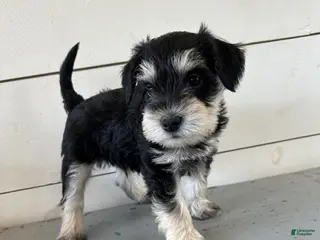 Miniature Schnauzer dogs Willow - Ad 31