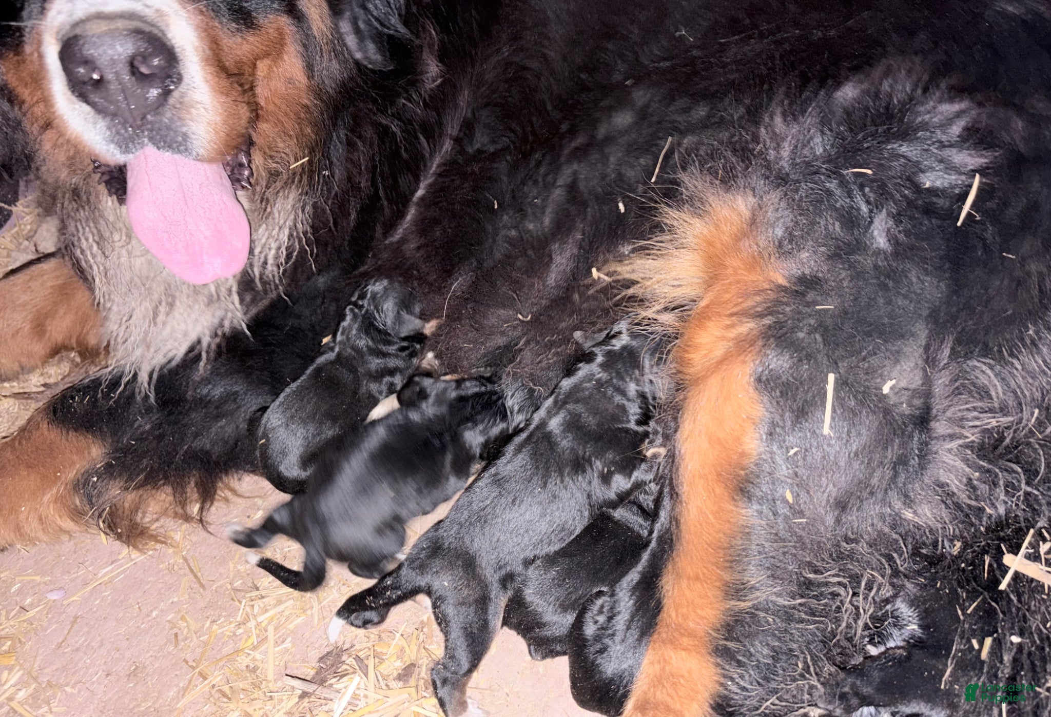 Bernese Mountain Dog dogs Bernese Mountain Dog Puppy 2 - Ad 7