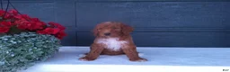 Goldendoodle dogs for sale: Peanut - Ad 4