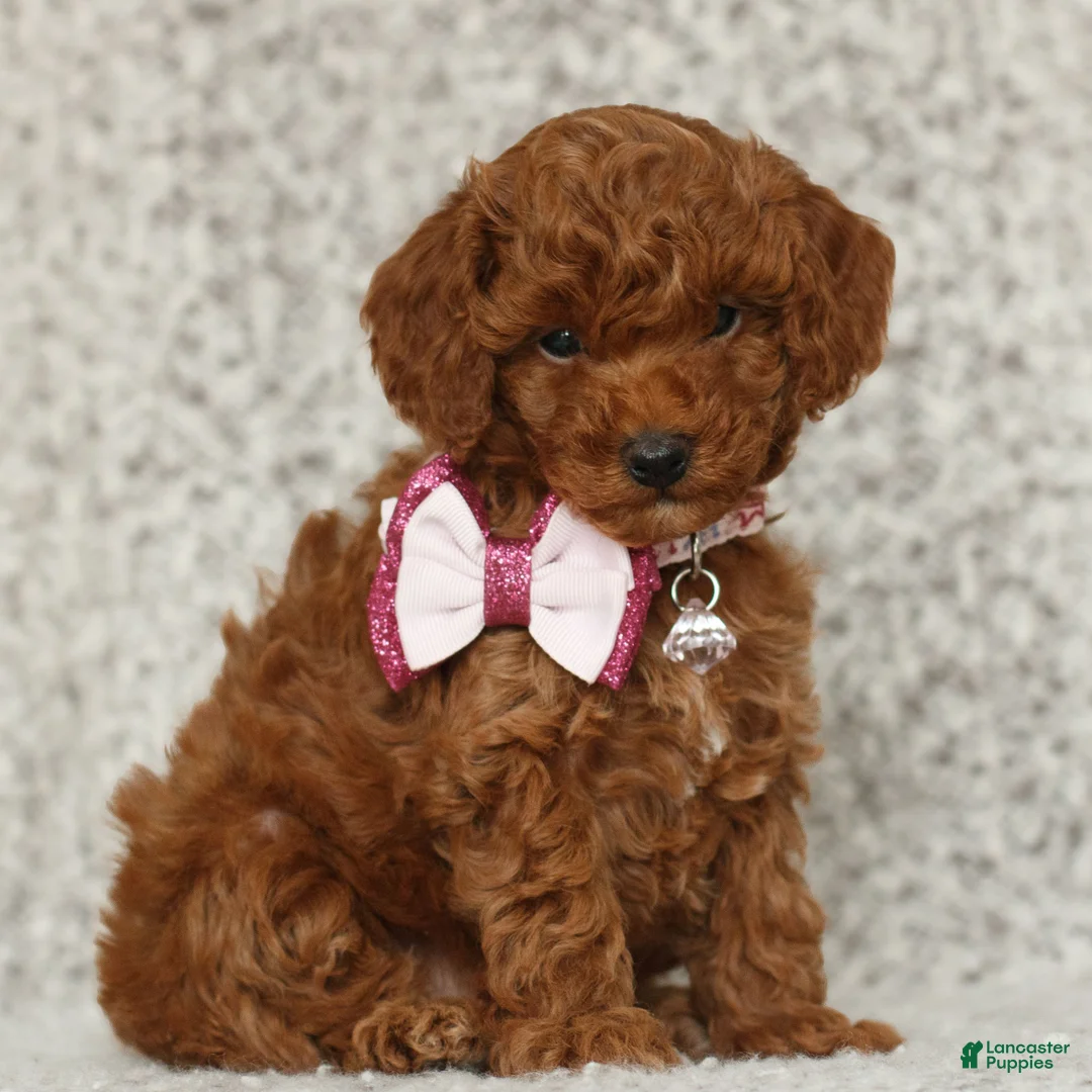 Toy Poodle dogs for sale: Tegan  - Ad 2