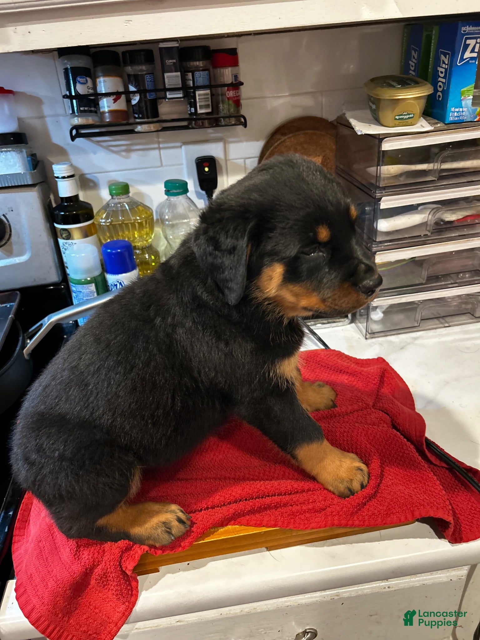 Rottweiler dogs Rottweiler 3 - Ad 23