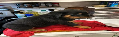 Rottweiler 3
