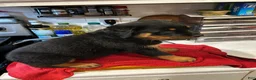 Rottweiler dogs for sale: Rottweiler 3 - Ad 1