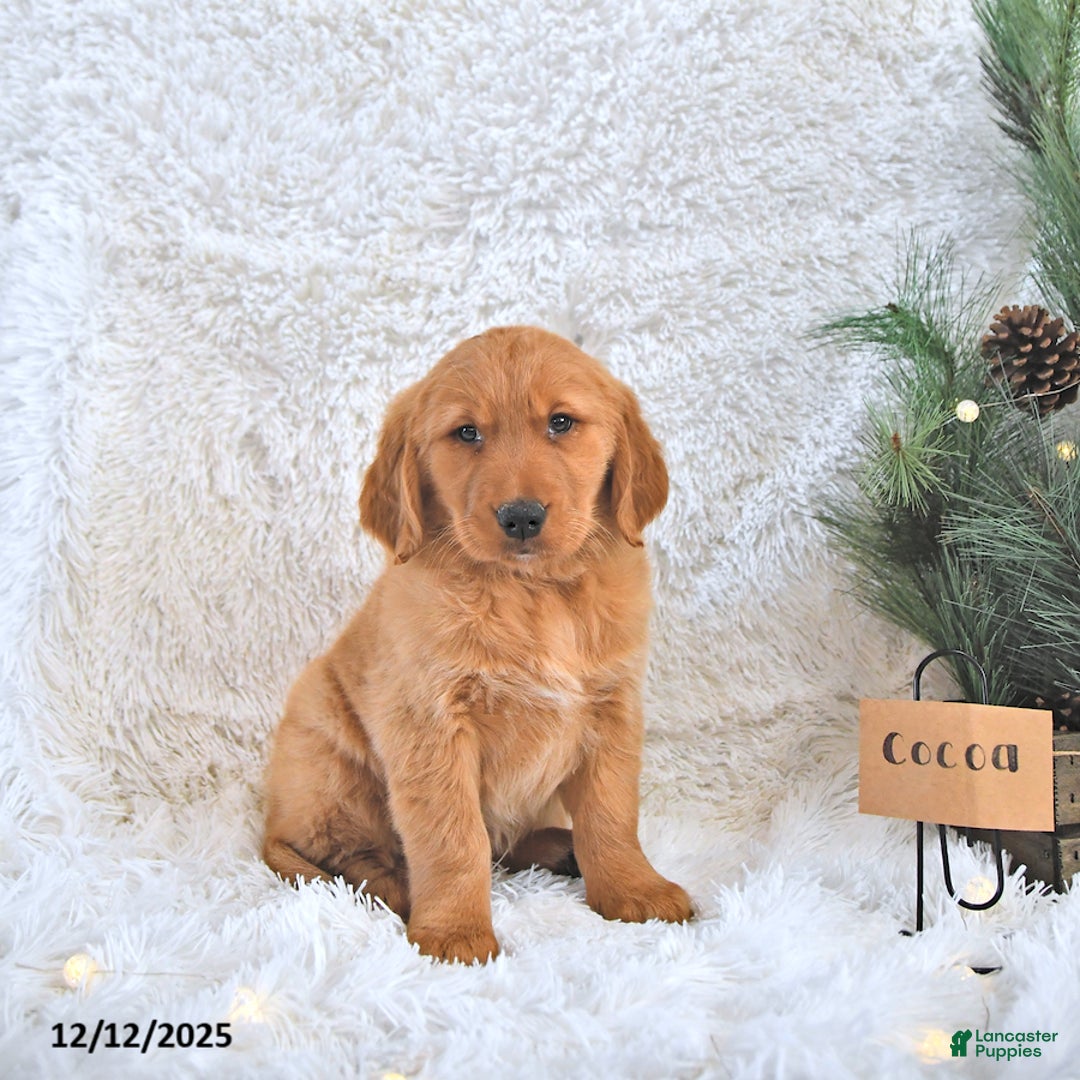 Golden Retriever dogs for sale: Cocoa - Ad 1