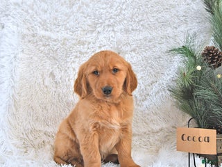 Golden Retriever dogs Cocoa - Ad 19