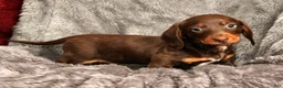 Miniature Dachshund dogs for sale: Jose - Ad 9