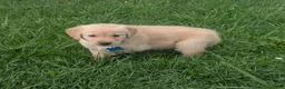 Golden Retriever dogs for sale: Ruby - Ad 5