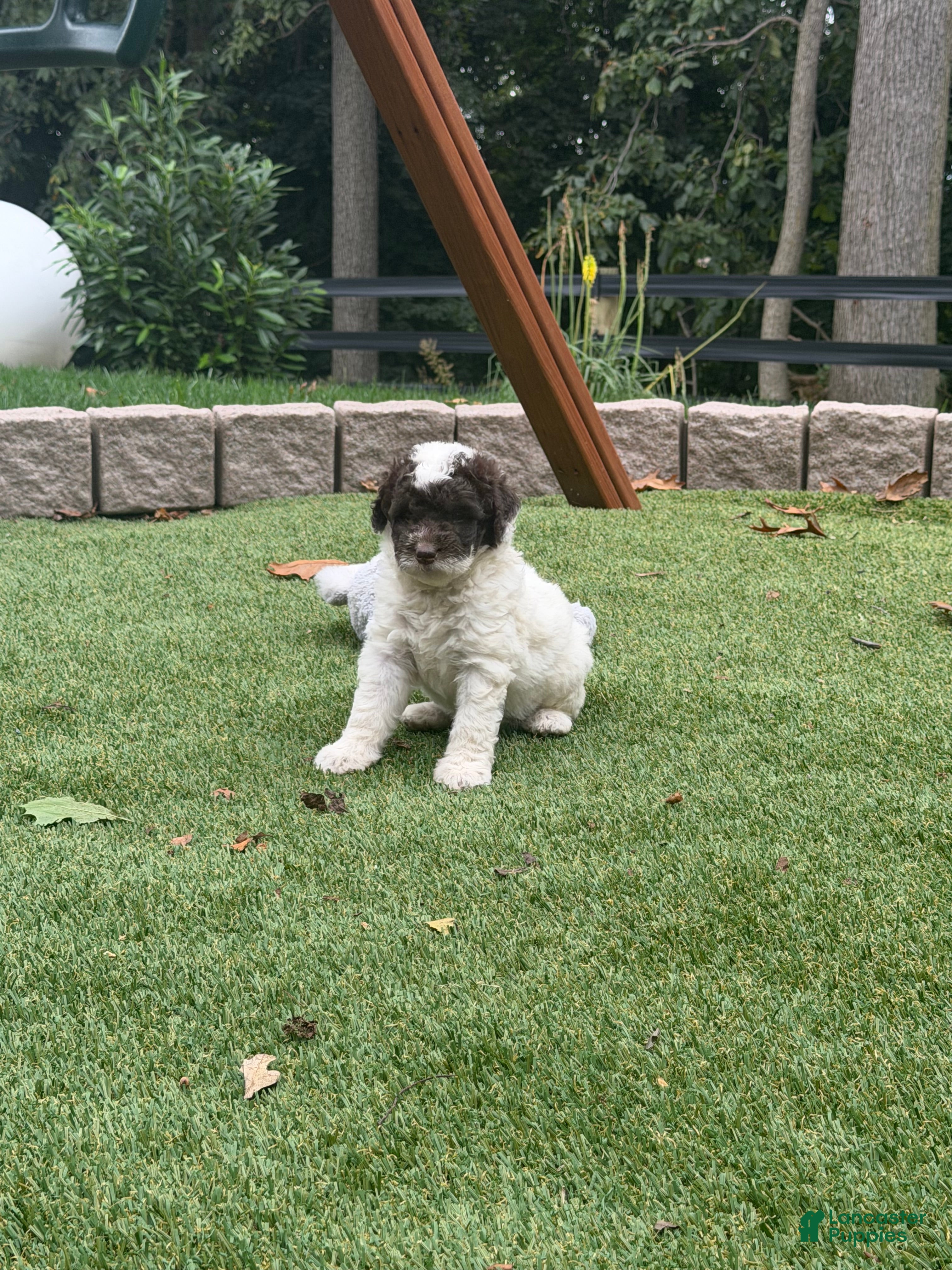 Aussiedoodle dogs Rambo - Ad 1