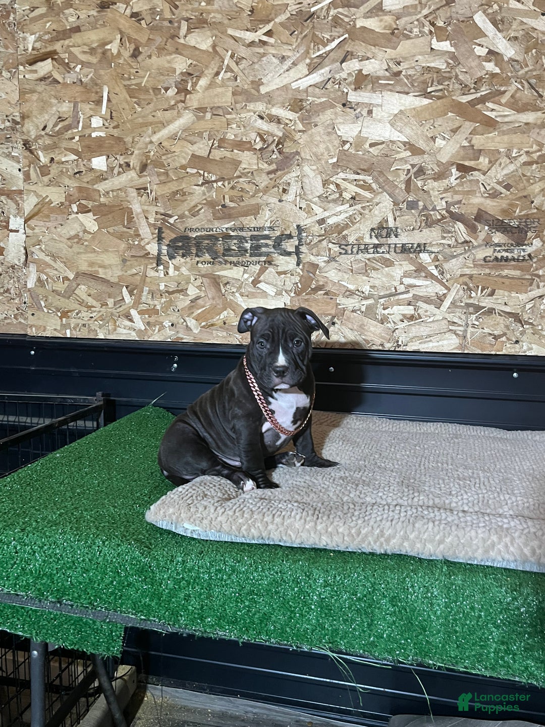 American Bully dogs for sale: Raven - Ad 4
