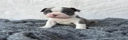 Frenchton dogs for sale: Macy - Ad 3
