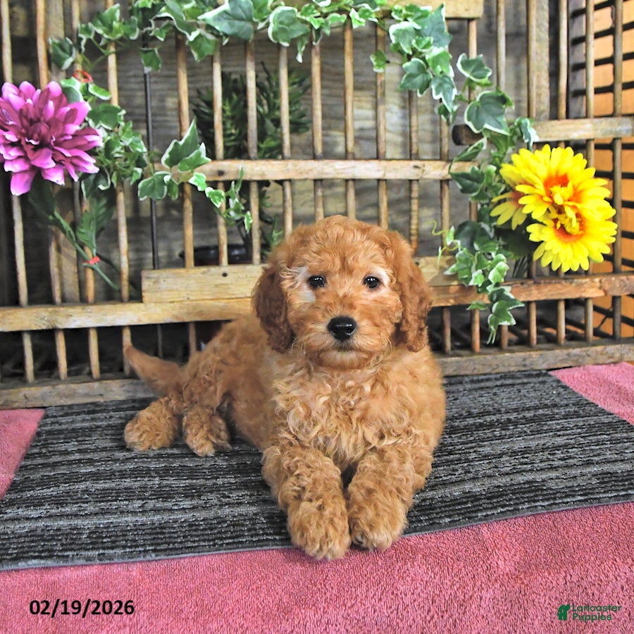 Mini Goldendoodle dogs Sport - Ad 1