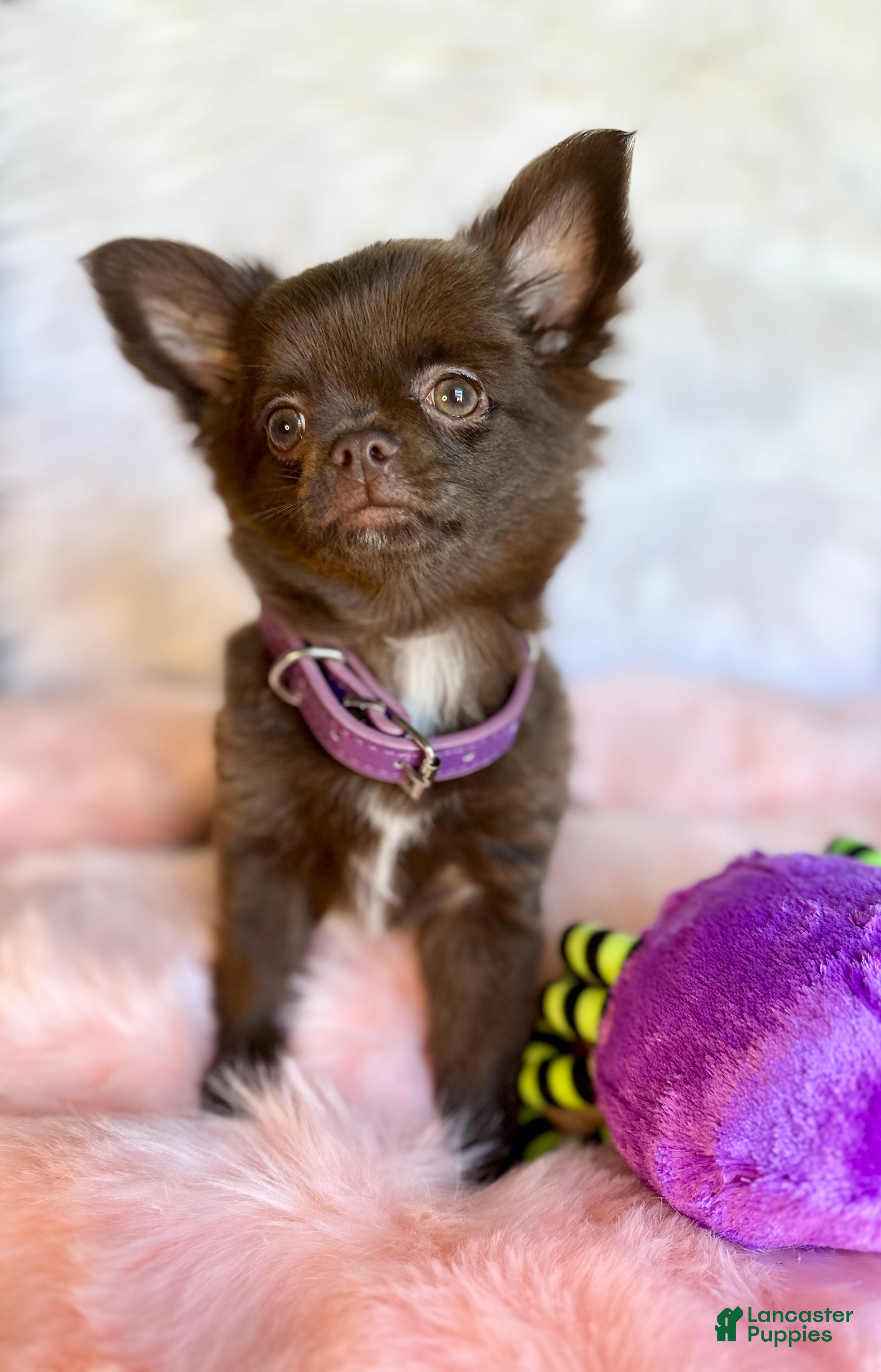 Chihuahua dogs Chihuahua Puppy  Umka  - Ad 10