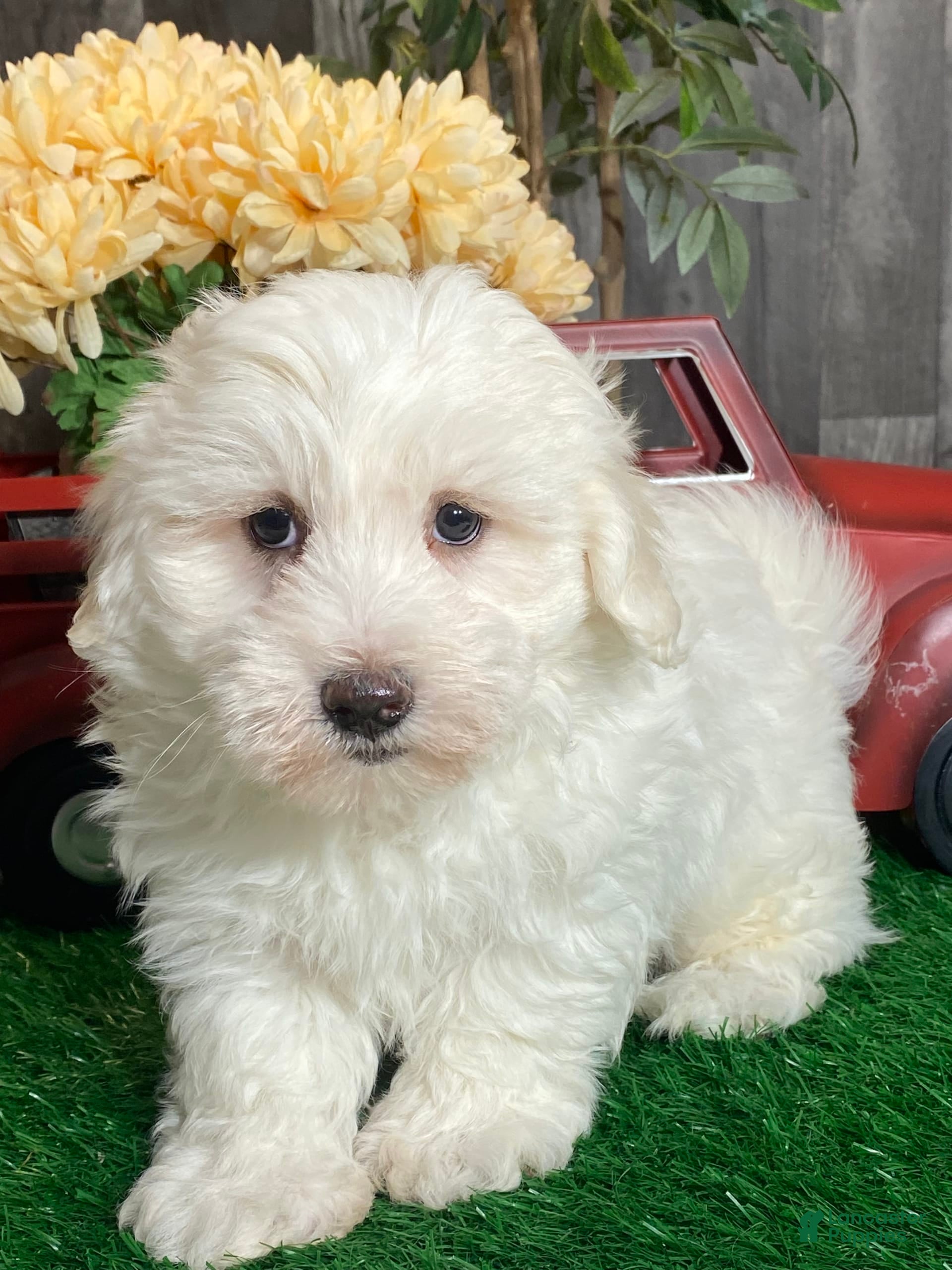 Coton De Tulear dogs Archer - Ad 35