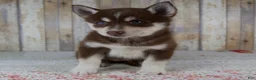 Pomsky dogs for sale: Brooke - Ad 5
