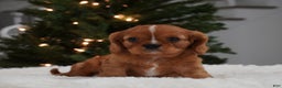 Cavalier King Charles Spaniel dogs for sale: Charolette  - Ad 2
